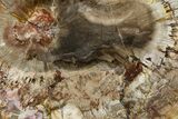 Beautiful Petrified Wood (Araucaria) Slab - Madagascar #361468-1
